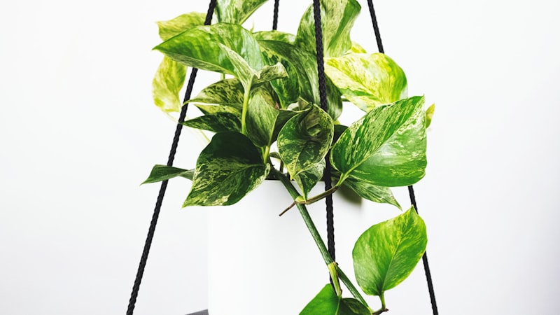 英超联赛焦点战高清直播 - 曼城与阿森纳的冠军争夺战